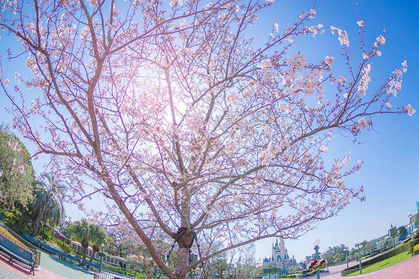 東京ディズニーランドで桜を楽しめる！ホームストア近くで咲くソメイヨシノがきれいと話題！！