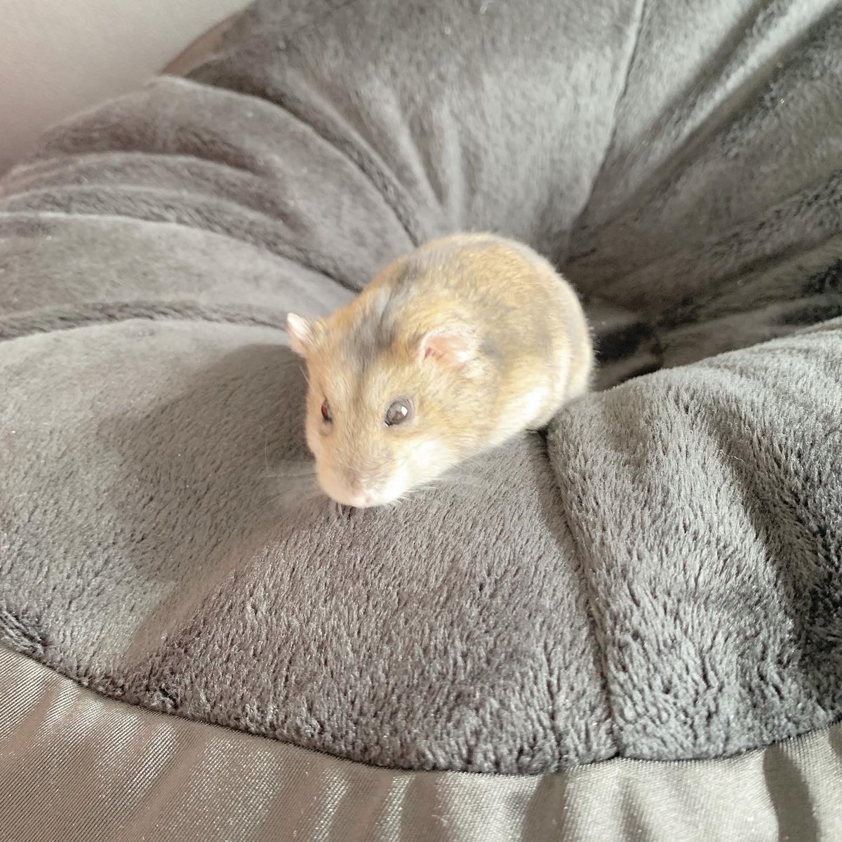 𝕂𝕠𝕞𝕒𝕣𝕦 𝕂𝕠𝕞𝕦𝕘𝕚 𝕂𝕠𝕪𝕦𝕜𝕚 𝕂𝕠𝕣𝕠𝕟 Komamugi Ko Twitter