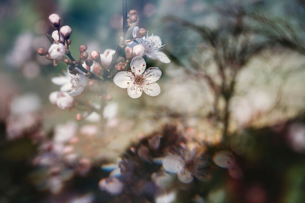 CeriHerdPhoto's tweet photo. “I’m not crazy, my reality is just different from others".⁠
Alice in Wonderland.⁠
▪️⁠
Welcome to our #multipleexposureloop. We are artists getting together to share our common love for multiple exposures! Next up is the incredibly talented @jenniferc… https://t.co/UTj0TrwISa https://t.co/6LMgbQTtAq