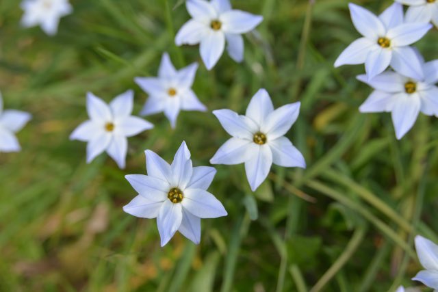 誕生花 高画質 のtwitterイラスト検索結果 古い順