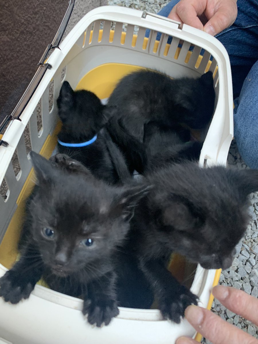 黒猫ロイ Roy Twitter