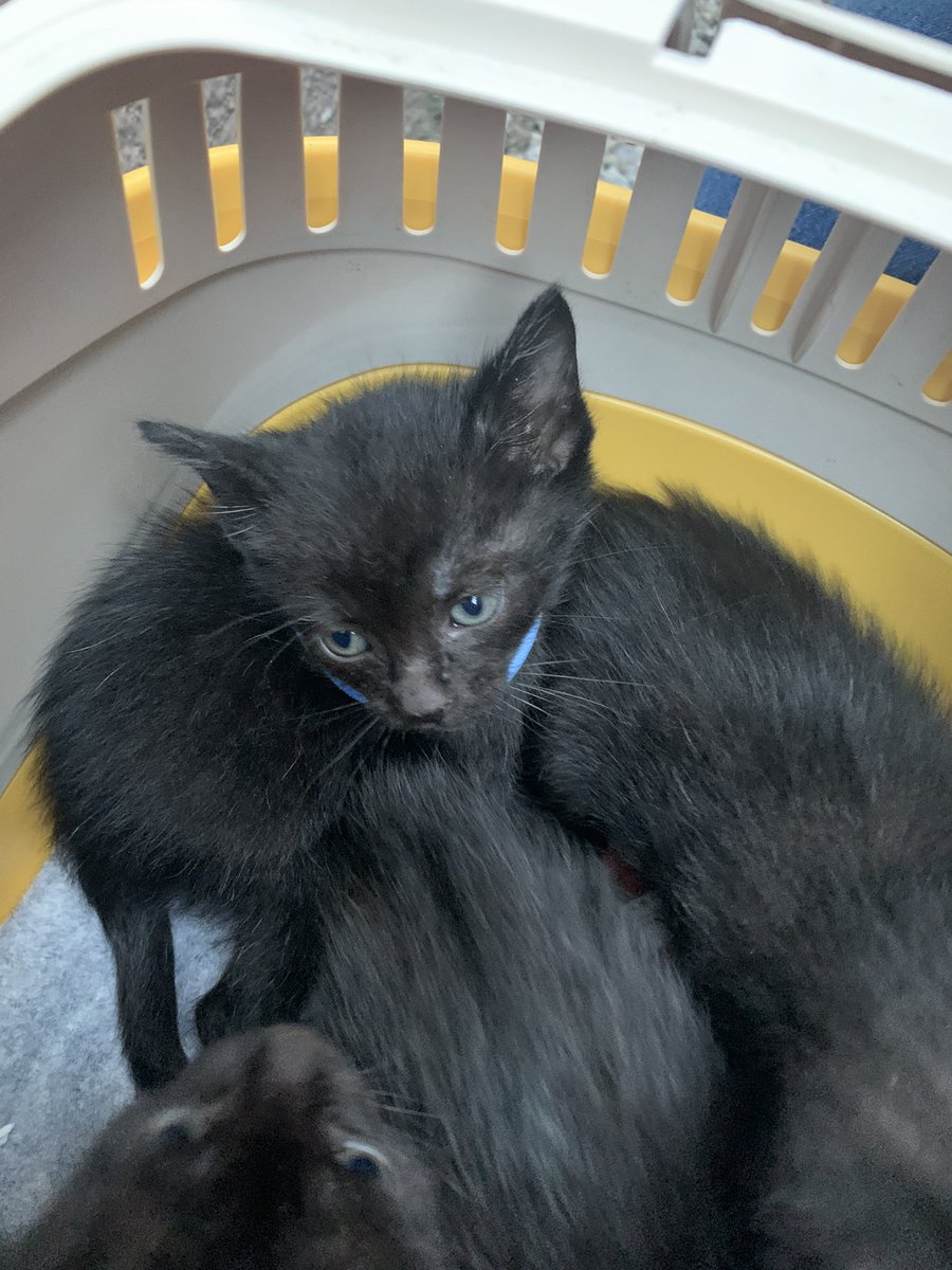 roy20210212's tweet photo. 吾輩は黒猫である。
名前はロイ。
東京で七匹兄弟として生まれた。
兄弟姉妹全員同じ顔をしているため、一時的に青いヘアゴムを着けている。

と言うわけで(?)、今日から家族となったロイくんです。

※写真は引き取り前のもの https://t.co/qzGpNLbf2D