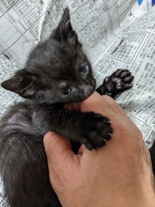 roy20210212's tweet photo. 吾輩は黒猫である。
名前はロイ。
東京で七匹兄弟として生まれた。
兄弟姉妹全員同じ顔をしているため、一時的に青いヘアゴムを着けている。

と言うわけで(?)、今日から家族となったロイくんです。

※写真は引き取り前のもの https://t.co/qzGpNLbf2D
