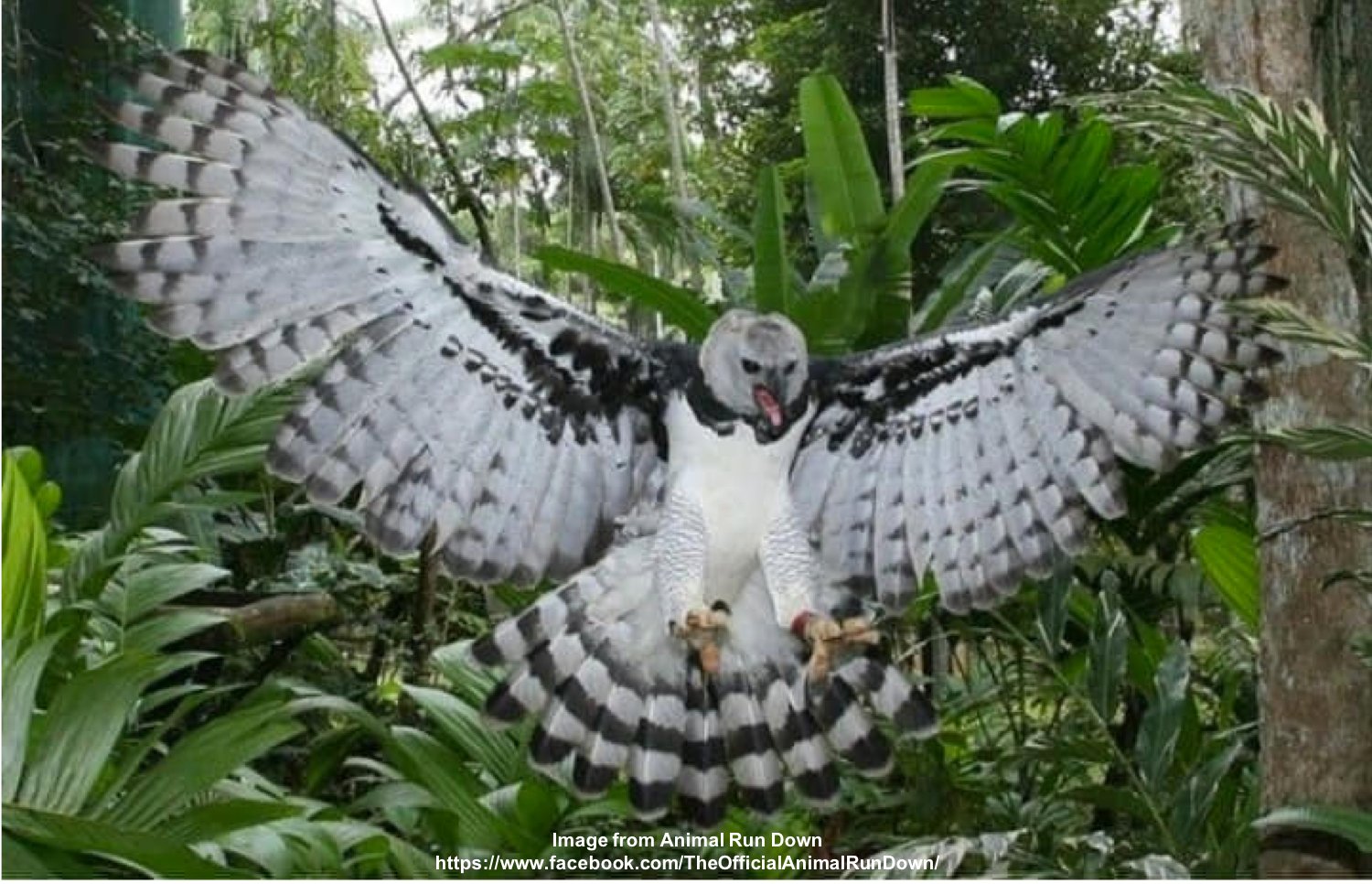 Harpy Eagle, or Royal Hawk, Spreading the Wings on the Ground