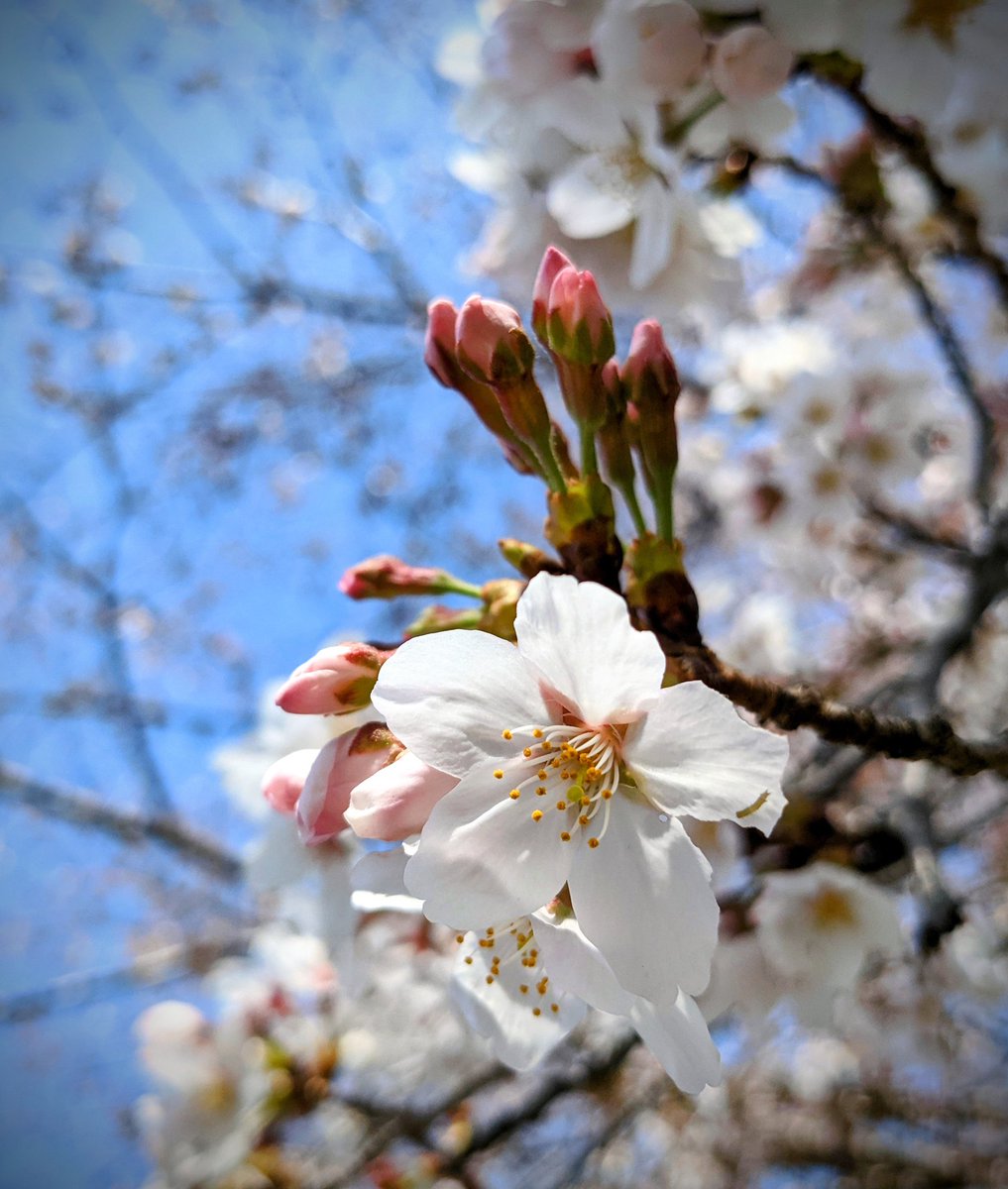 suzu_honne's tweet photo. #googlepixcel5
🌸゚・*:.。..。.:*・'(*゚▽゚*)'・*:.。. .。.:*・。🌸 https://t.co/uLARfRNc6u
