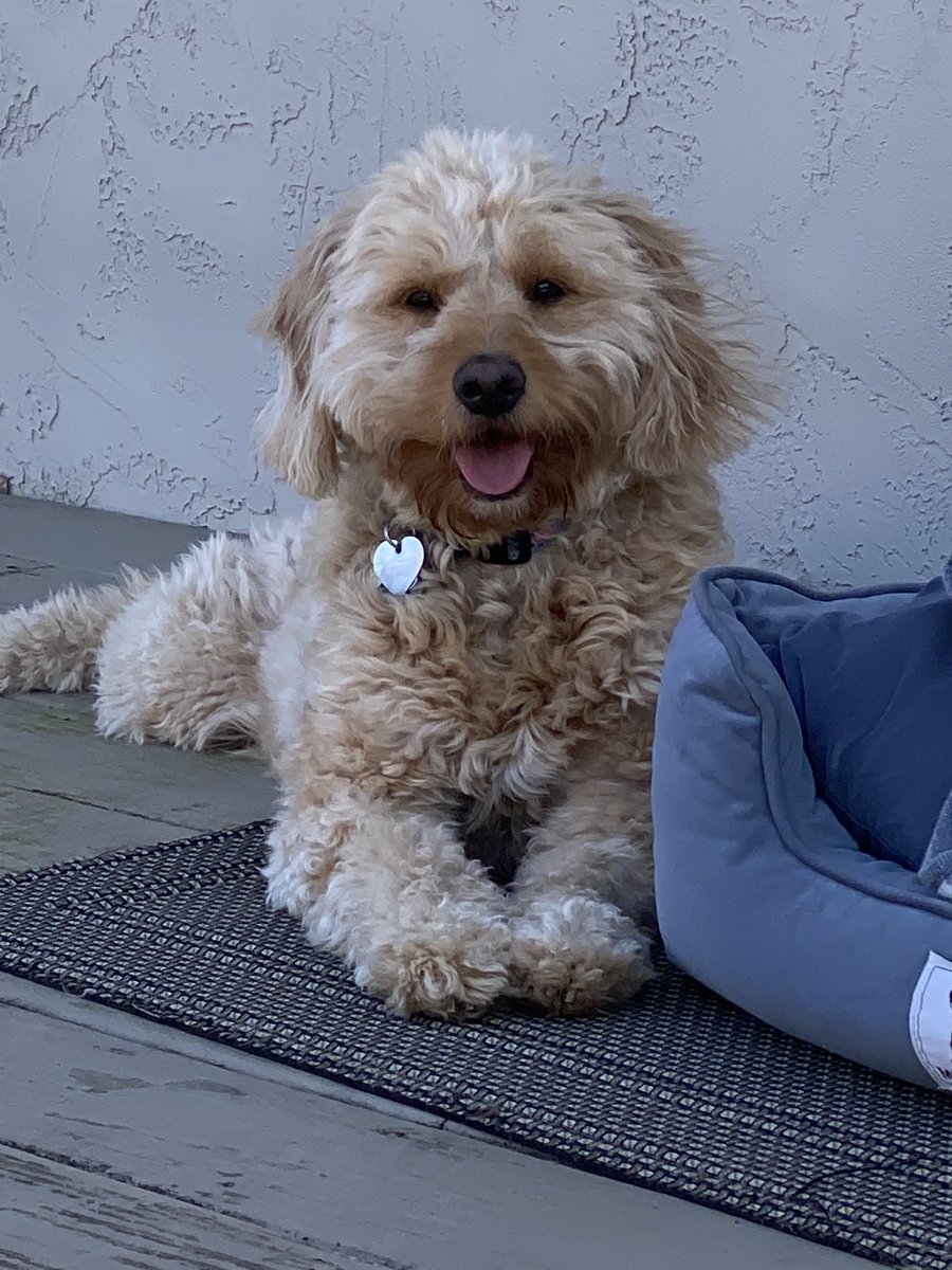 DelawareDoodle's tweet photo. Some days I feel like a puppy! I just love spring 🌺🌸🌼
#GoldenDoodlesofTwitter #MiniDoodlesofTwitter #PowerPaws #DelawareDoodle #TeddyLou @DelCoProud https://t.co/DIWVpCkp2b