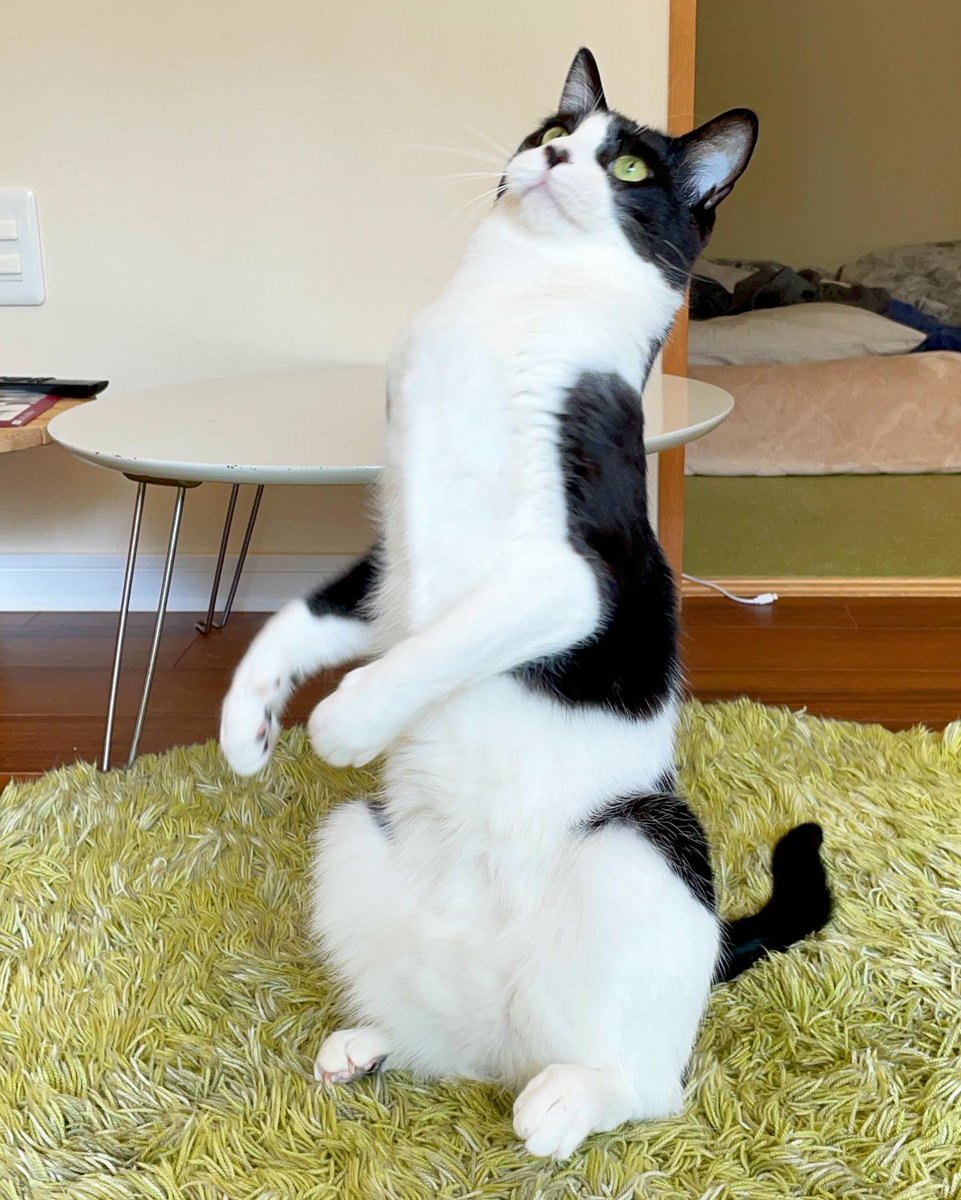 保護猫ボランティアまなねこ みぃ 猫の首から肩までって長いですよね おもちゃを振ると にょいーんと伸びていきます 遊ぶ猫 首が長い 正方形だと見切れちゃう しろくろねこ はちわれ牛柄猫