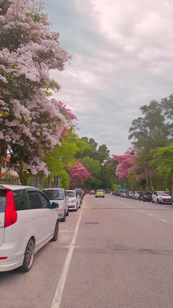 SpearB9o9's tweet photo. Cantiknya view pepagi kat taman forest height senawang ala2 jepun korea gitu.. โฅ๏ธโฅ๏ธโฅ๏ธ
#forestheight #senawang @SenawangTV #SAKURA
#musimbunga https://t.co/VWPz5DQG87