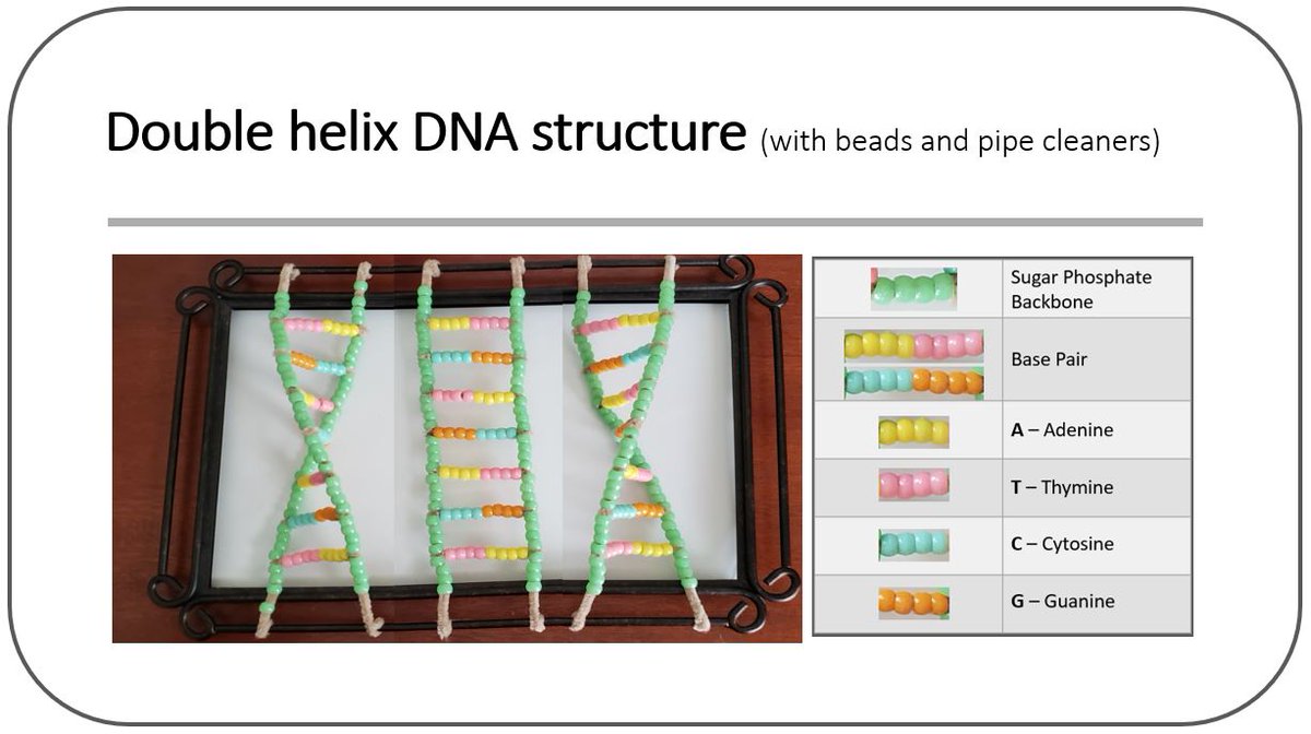 _SaurabhM's tweet photo. Hey #NCBiteSizeSO, This is @FullerMagnet Falcon Olympian Diya Mishra's entry for the March social media challenge #GenesRUs. She had a lot of fun learning about the double helix DNA structure and building a model with beads and pipe cleaners. @MrShore17 https://t.co/jYNv4b58FZ
