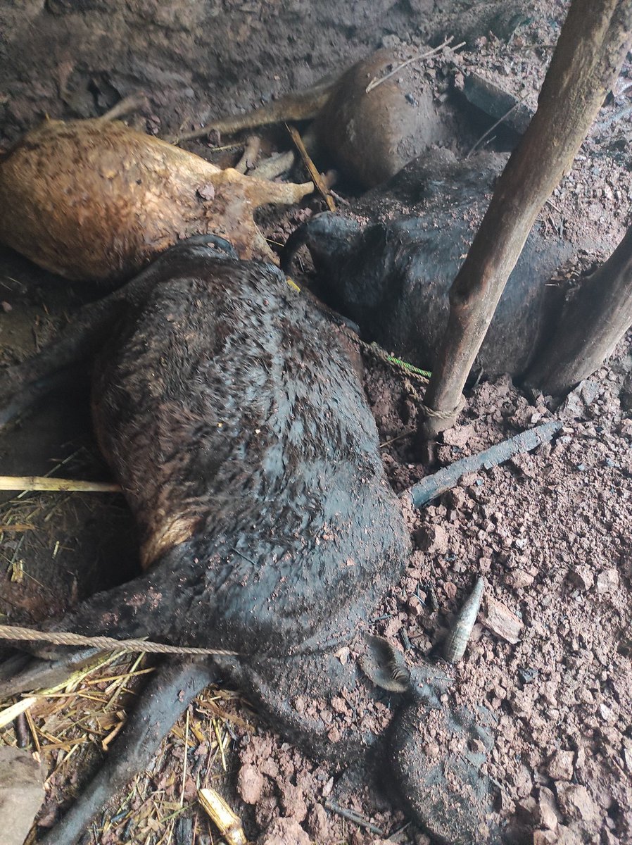 subashbrahamanu's tweet photo. With Heavy Heart informing you all that a cattle shed of Bodh Raj S/O Chand Village Chhatriari, District Udhampur caught fire late last night due unknown reasons causing huge loss of livestock including 6 Cows,1 Ox,12 Sheeps, 2 Goats lost their Lives
@indukanwal @DrJitendraSingh https://t.co/aeS9J3zjcJ