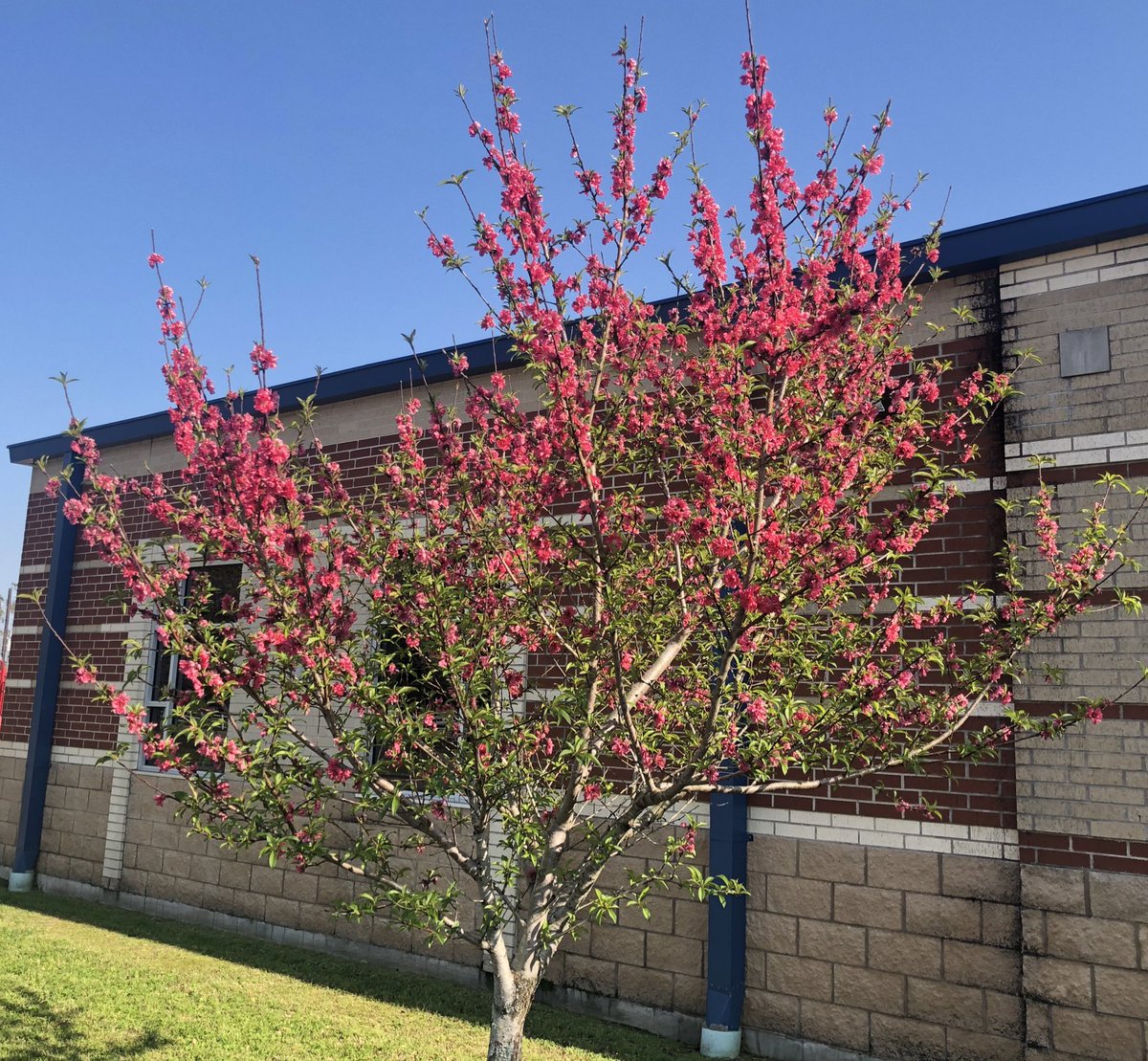 Our Red Baron Peach tree is blooming! 🍑