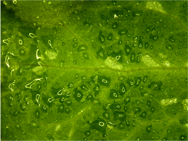 Patrick Spicer tweet media