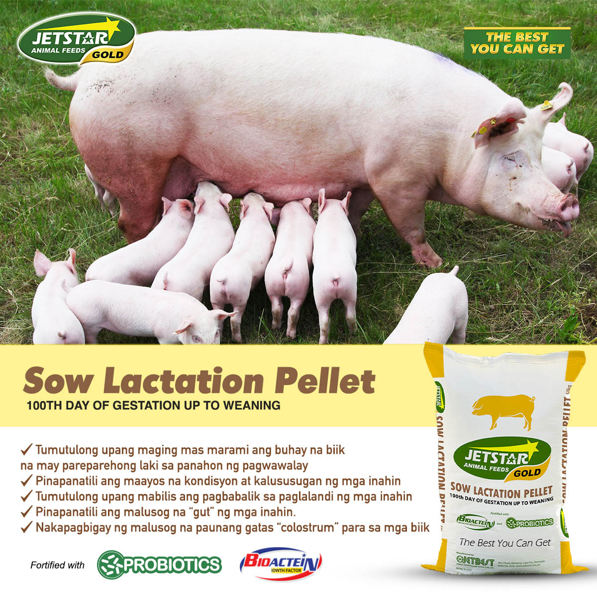 JetStarFeeds's tweet photo. Paramahin ang produksyon ng gatas ng ating mga inahing baboy. Bigyan sila ng Jetstar Sow Lactation pellet. Ito ay makakatulong upang mas mapaganda ang produksyon ng paunang gatas o "colostrum".  Dahil sa Jetstar Lactation Pellet,  more milk = healthy piglet! 🐷 https://t.co/zwmPUYtOt6