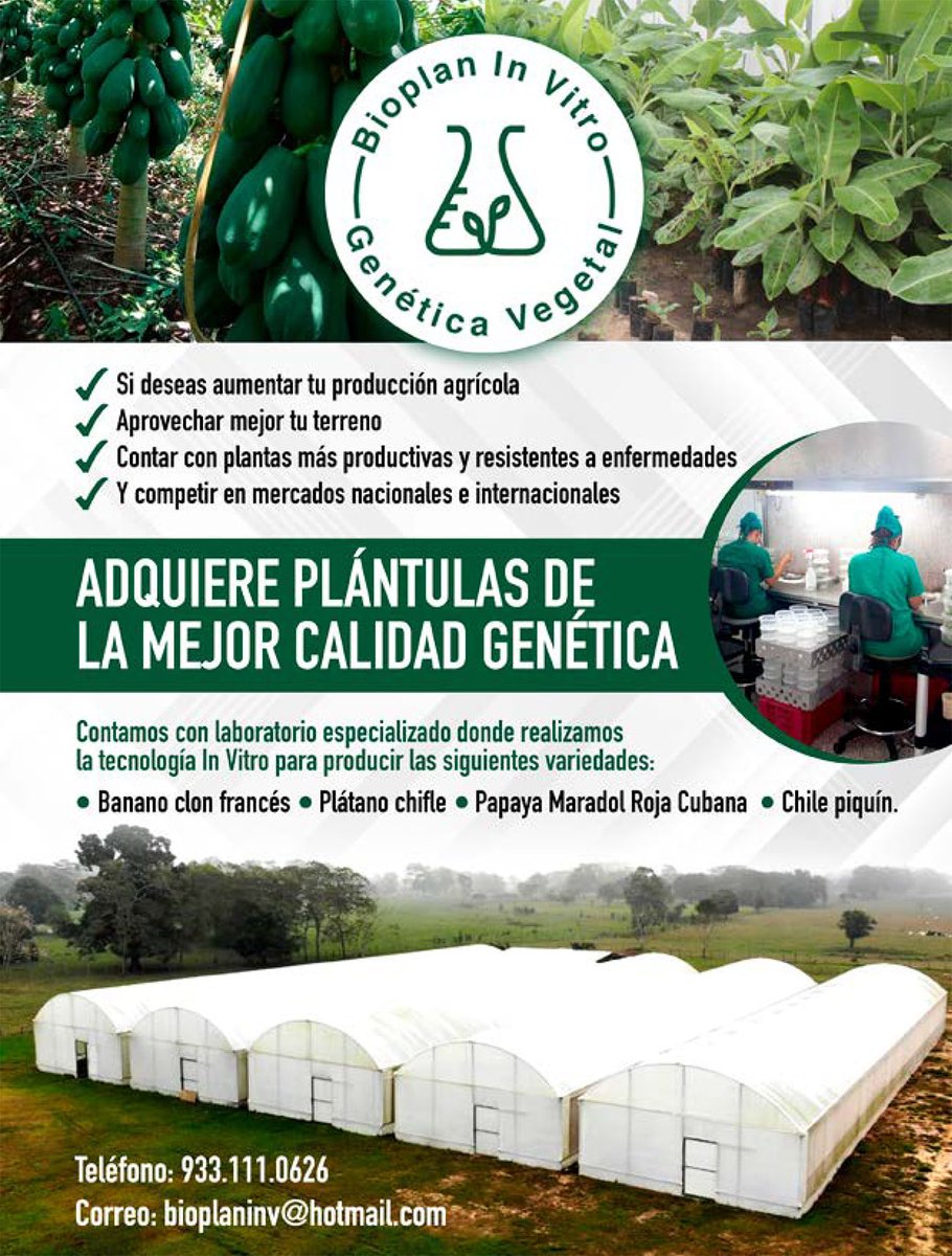revista_agroreg's tweet photo. Si requieres plántulas de la mejor genética In Vitro, no lo dudes y comunícate con los expertos de #Bioplan https://t.co/POLEOrhwcL