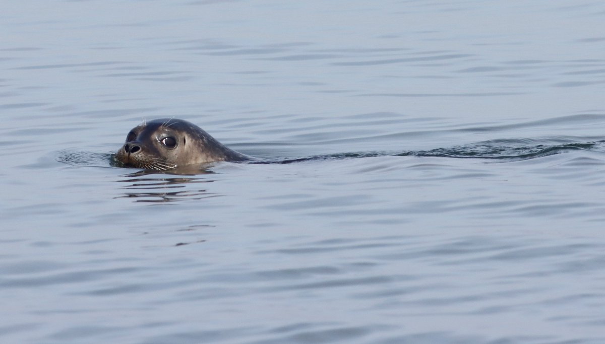 First part of the boat tour today with <a href="/NYmediaBoat/">New York Media Boat</a> was checking out the seals again in the New York City harbor.
#newyorkcity #nyc #newyork #seal <a href="/agreatbigcity/">A Great Big City</a>