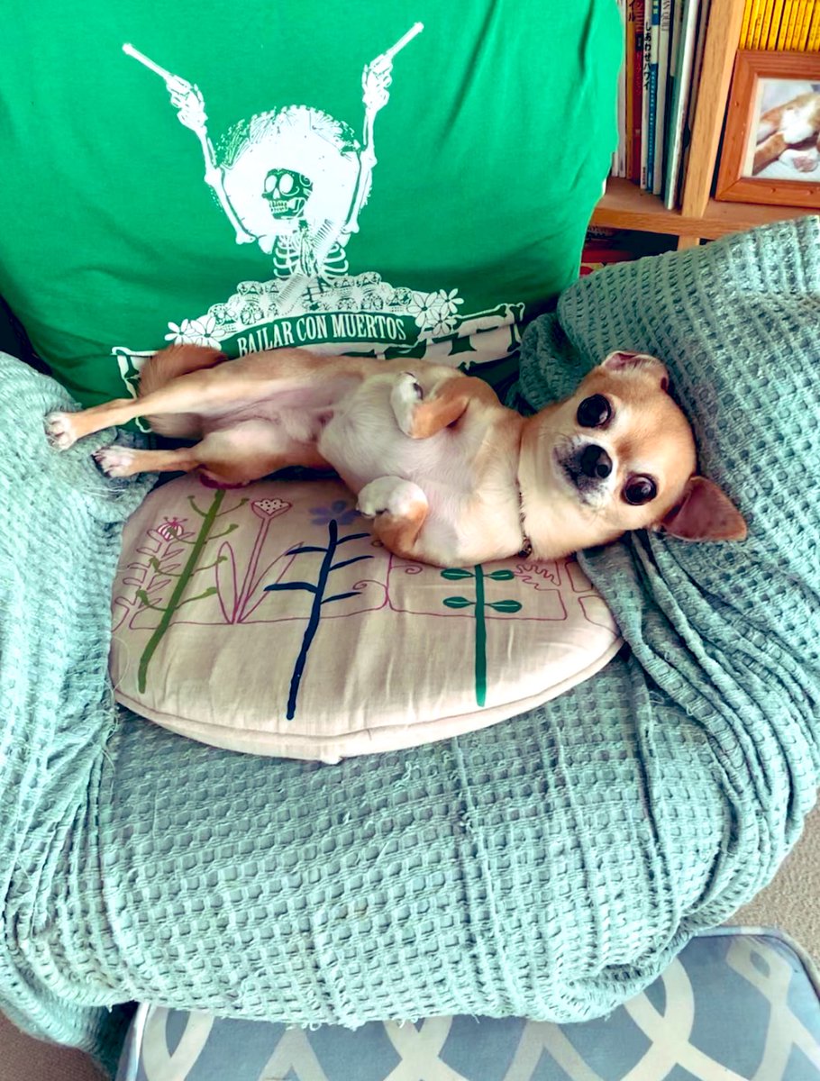 mamekichi0311's tweet photo. おはようございます。

CDかけ始めたらまたもやマッサージチェアに飛び乗ってジタンバタン暴れて？る今朝の俺。

偶然なのかもしれないけど曲に激しく乗ってるみたいで面白い。
(そして撮られてるのに気付いてぴたりと止める...笑)
#theessenceofsoil https://t.co/QRTmBdV1B9