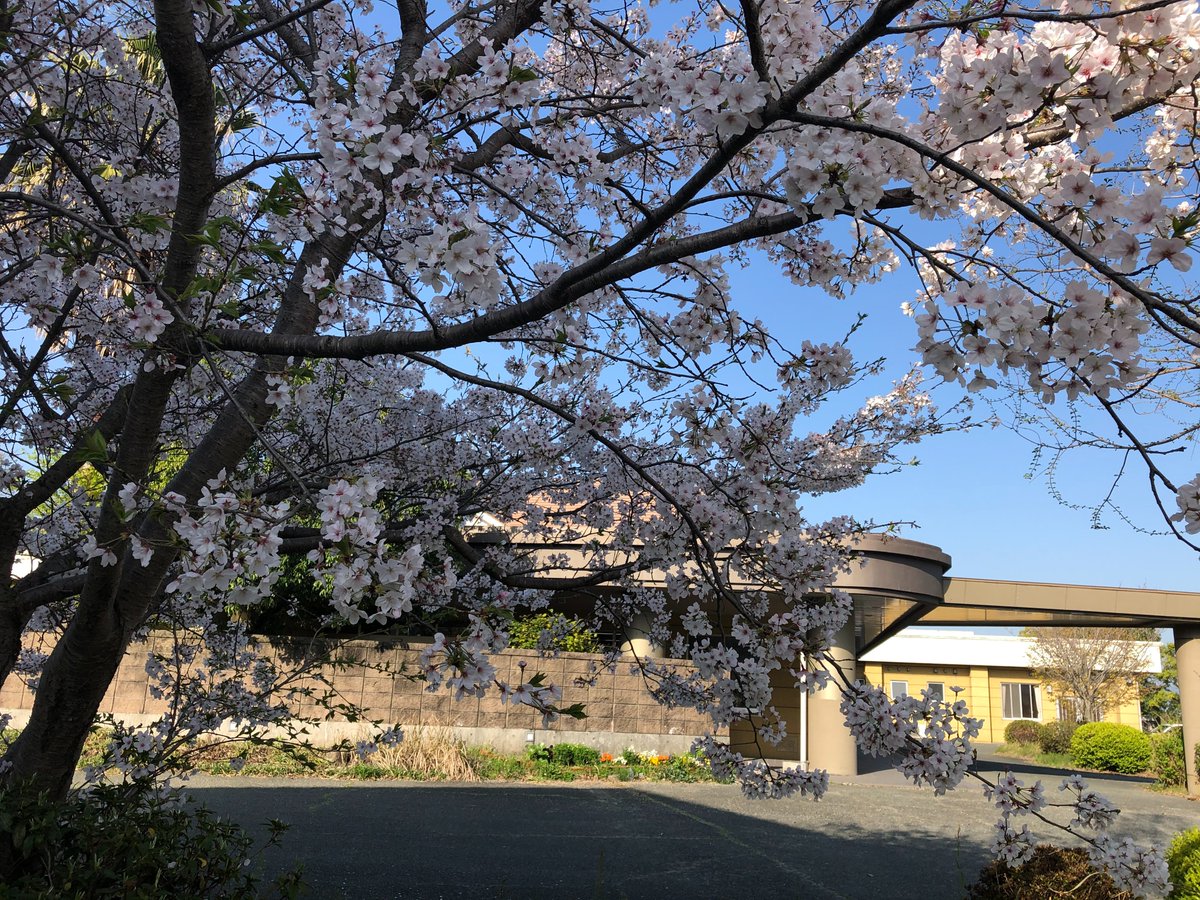 hananomine's tweet photo. 春のぽかぽか陽気に誘われて、お散歩に行きま��た。
桜が満開になっており、「きれいかね」等会話されておりました。 https://t.co/Il9510BdfA