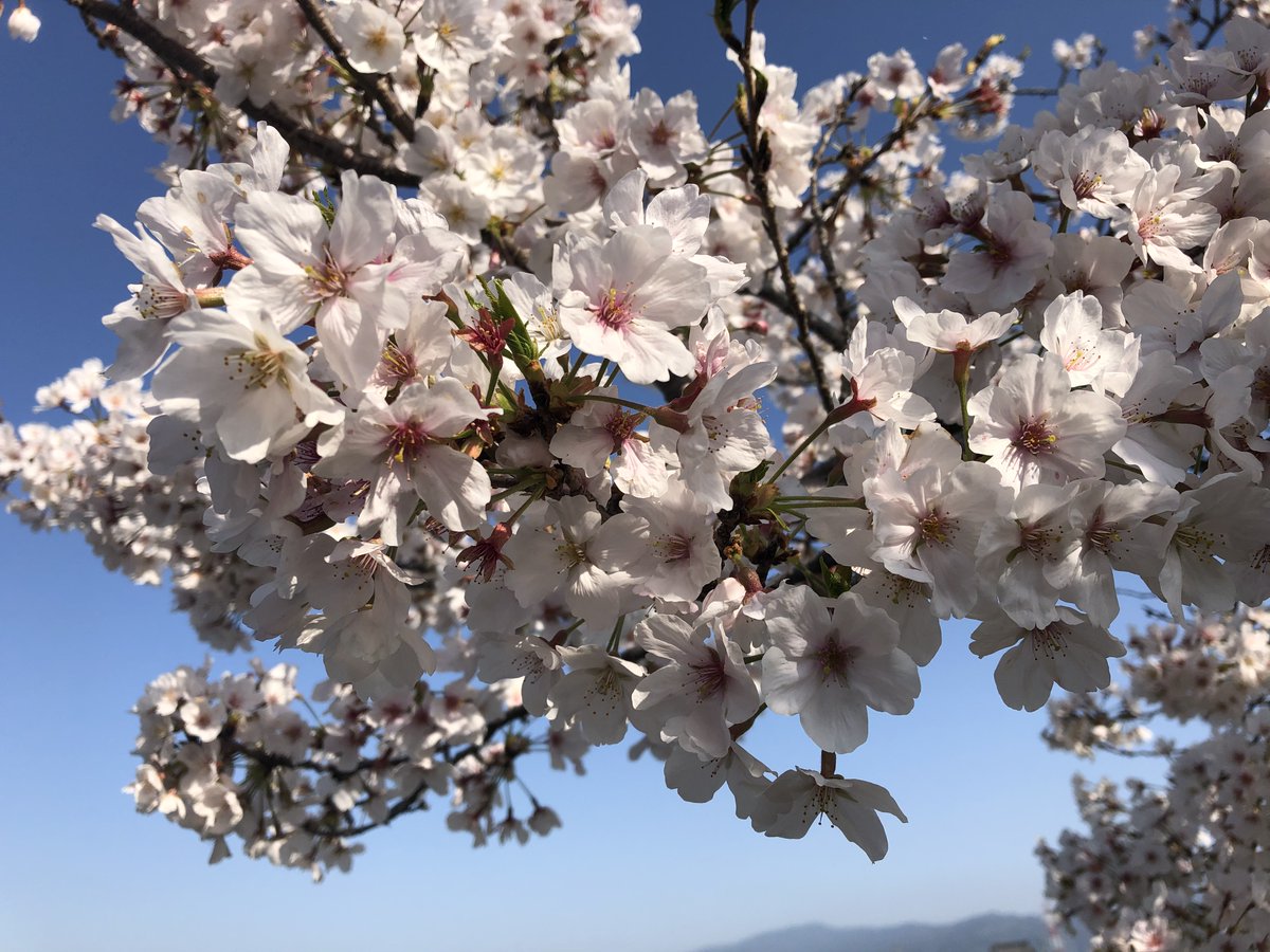 hananomine's tweet photo. 春のぽかぽか陽気に誘われて、お散歩に行きま��た。
桜が満開になっており、「きれいかね」等会話されておりました。 https://t.co/Il9510BdfA