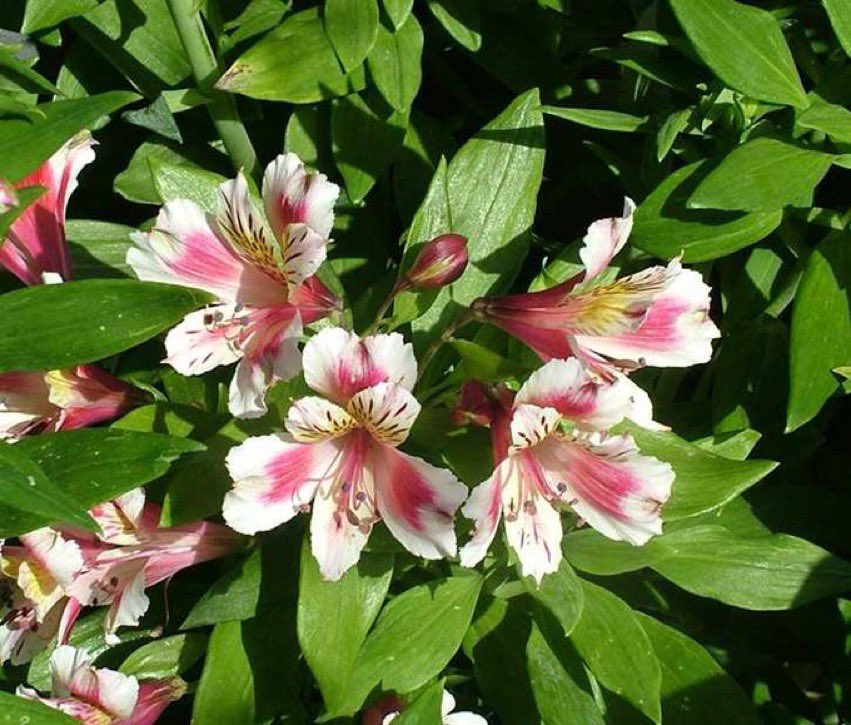 みやざきの景観づくり 宮崎市景観課 宮崎市版365日誕生花 3月26日の宮崎市版誕生花は アルストロメリア です スウェーデンの植物学者 アルストレーメル にちなむ 花言葉は 穏やかな生活 誕生花 花言葉 アルストロメリア