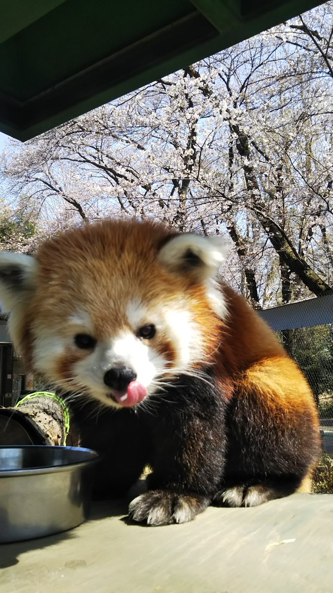 羽村市動物公園 ソラちゃーん はいチーズ ソラは花よりリンゴ でしたぁ 羽村市動物公園 レッサーパンダ ソラ さくら お花見 リンゴ