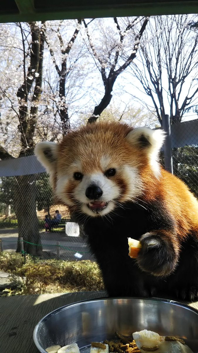 羽村市動物公園 ソラちゃーん はいチーズ ソラは花よりリンゴ でしたぁ 羽村市動物公園 レッサーパンダ ソラ さくら お花見 リンゴ