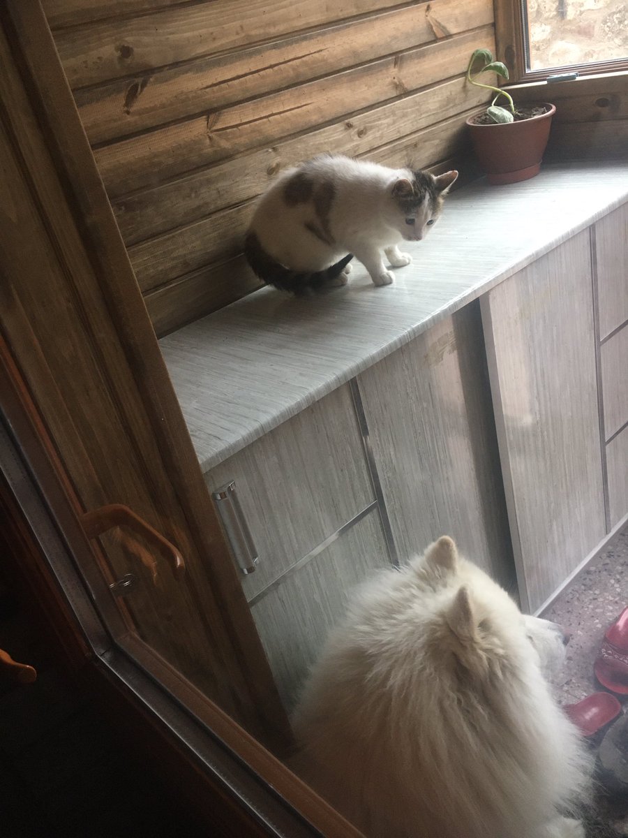 samoyedimm's tweet photo. Gübaydun bu kedy de yeni cıktı basıma kovuom gidmio https://t.co/XF21N5n0un
