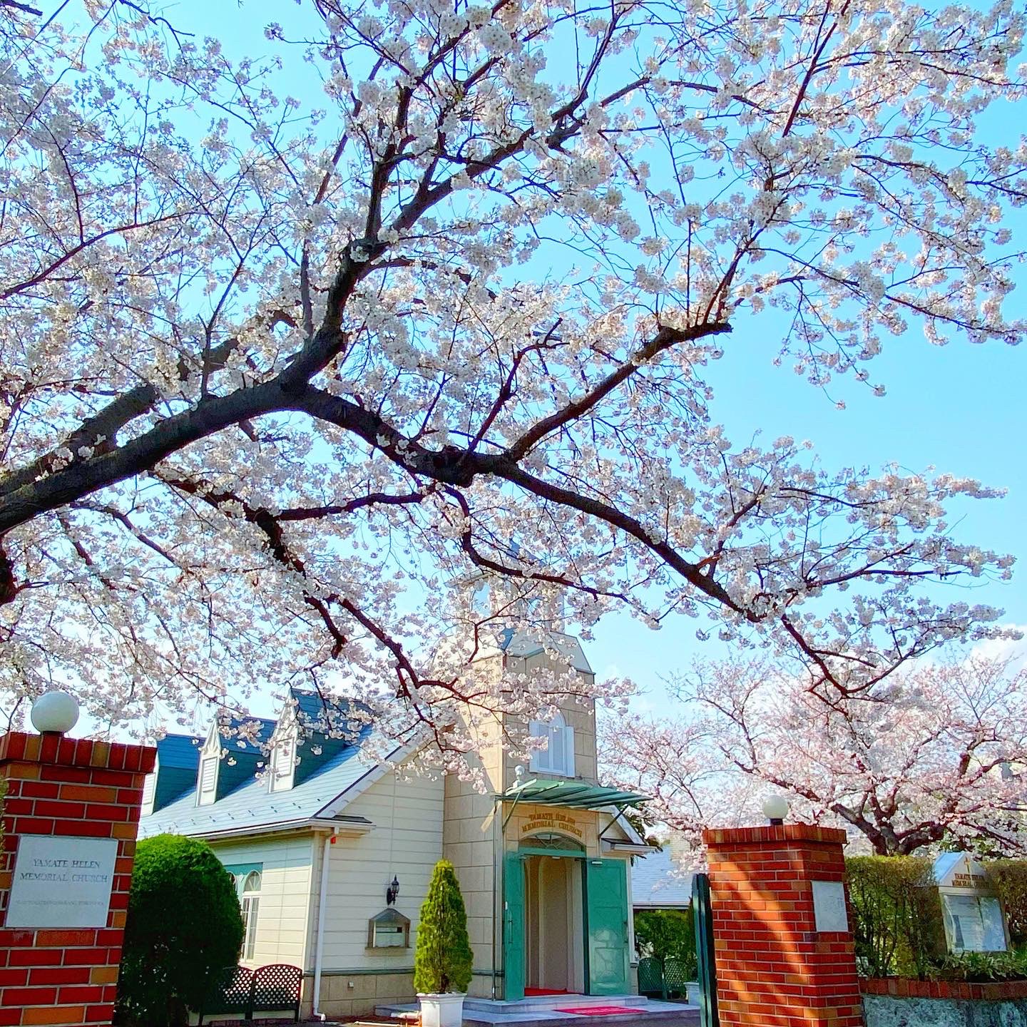 Hata Twitterren ザ ローズレジデンス 山手ヘレン記念教会の桜満開でございます ウェディング 教会 結婚式 花嫁 ウエディング Wedding 結婚式 式場 挙式 桜 満開 山手ヘレン記念教会 ザローズレジデンス 披露宴 会食 横浜山手 横浜中華街 ローズ