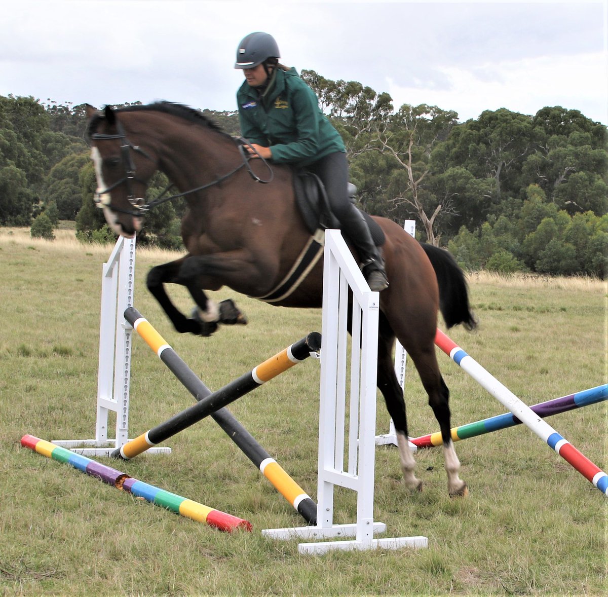 LivingLegendsAU's tweet photo. We are on the countdown to Tom Melbourne's debut at the Melbourne Show Jumping Club show!

Tommy had his final workouts with rider Serife Veli before his debut in Gisborne tomorrow.

We think he looks great, how about you?

#LifeAfterRacing #LoveTheHorse #OTIRacing https://t.co/HxaDCMXdHs