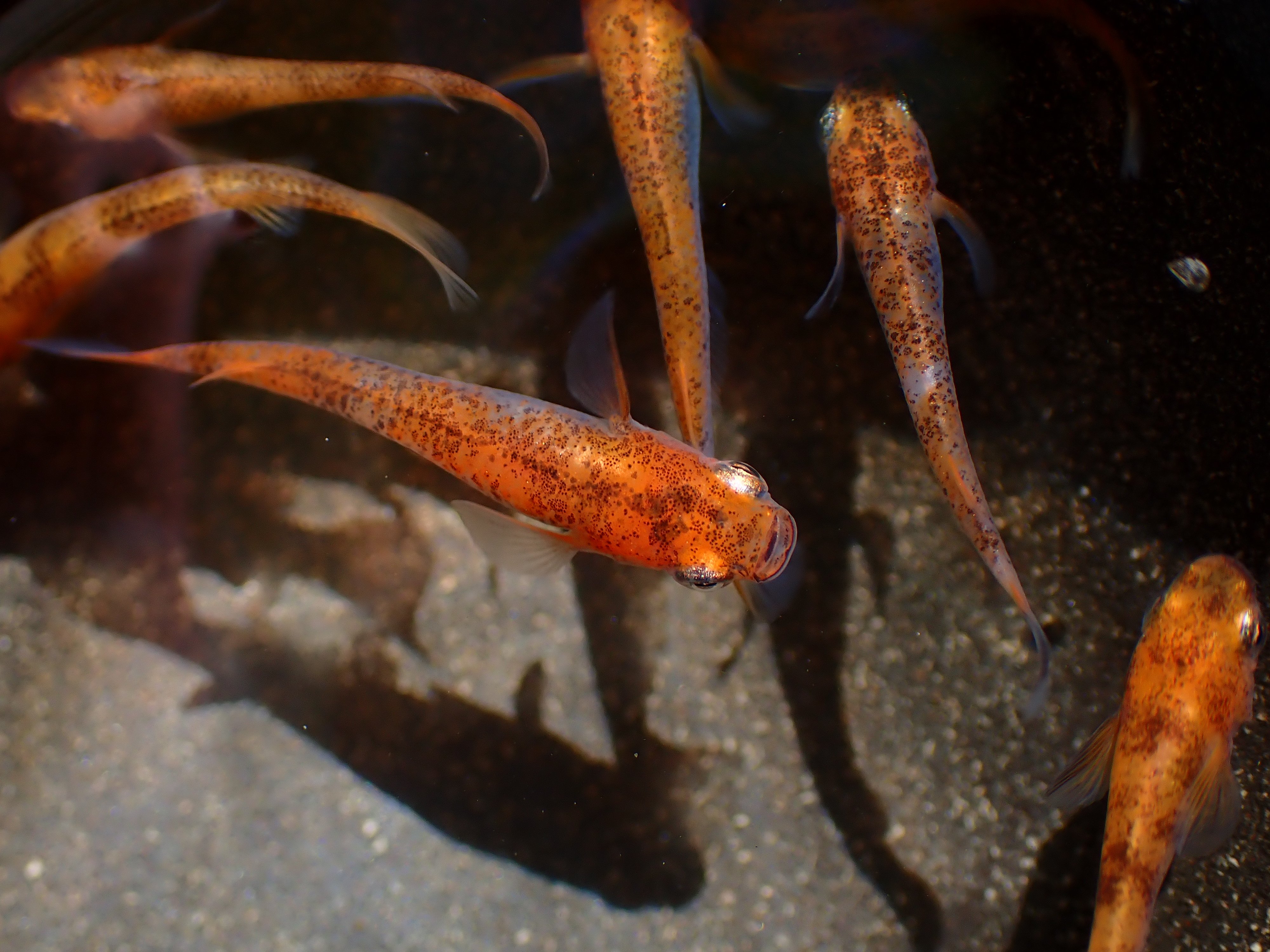 تويتر Aquarium Kind على تويتر 赤斑メダカ 楊貴妃メダカに黒い斑模様が入った品種で 丈夫 さに定評があり 繁殖もしやすい入門向けめだかです 色揚げ飼料の効果が出やすく おすすめです T Co Xo5svmovtp