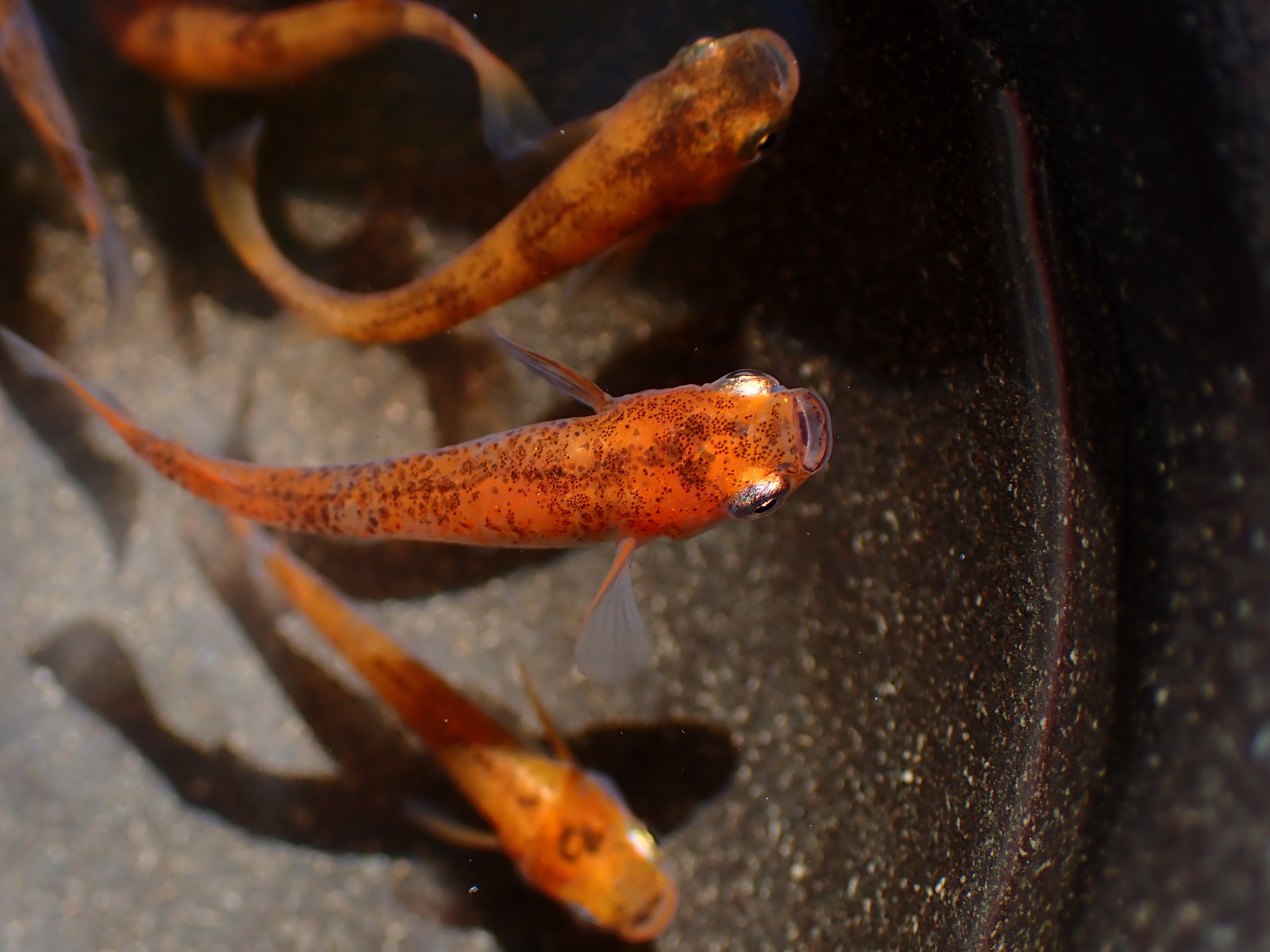 تويتر Aquarium Kind على تويتر 赤斑メダカ 楊貴妃メダカ に黒い斑模様が入った品種で 丈夫さに定評があり 繁殖もしやすい入門向けめだかです 色揚げ飼料の効果が出やすく おすすめです T Co Xo5svmovtp