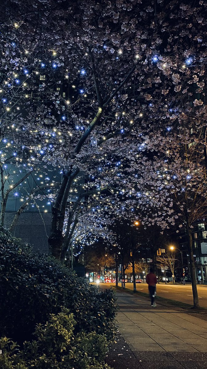 RyanVoutilainen's tweet photo. #JapaneseCherryTree looking extra with bright & warm white LED lights on a dry Thursday in #CoalHarbour, #Vancouver
#ShareYourWeather #CherryBlossoms #IsolationWalk #spring #ornimentaltree https://t.co/QCGIXS47u0