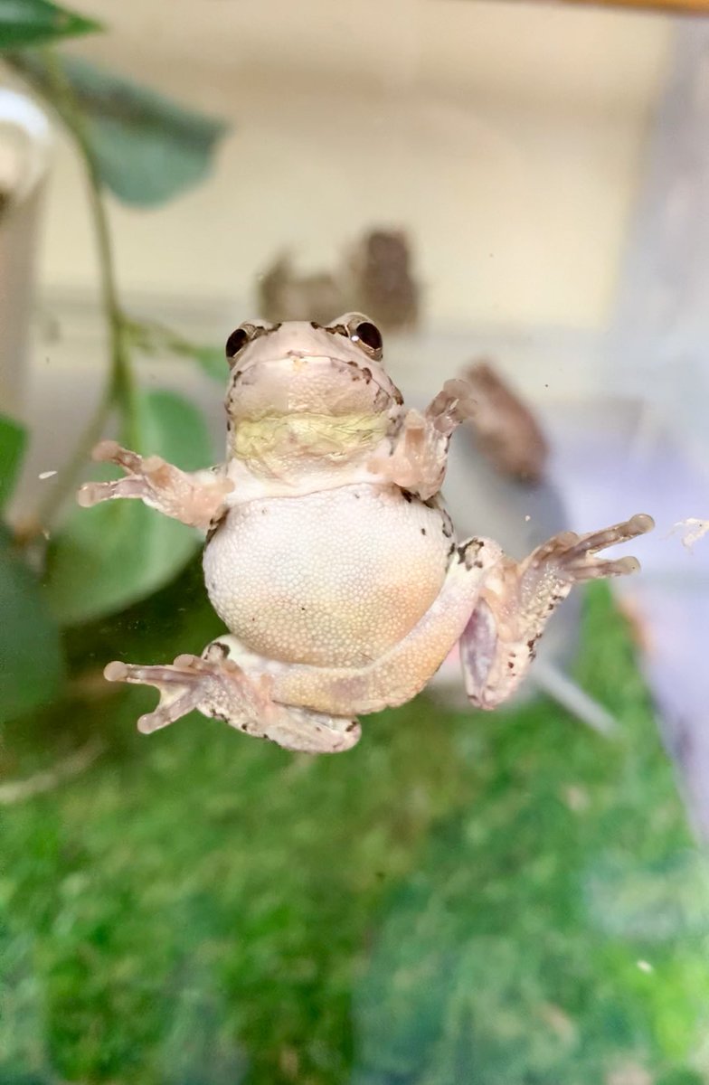 ぴよ カエルと暮らす カエルのお腹って可愛いよね