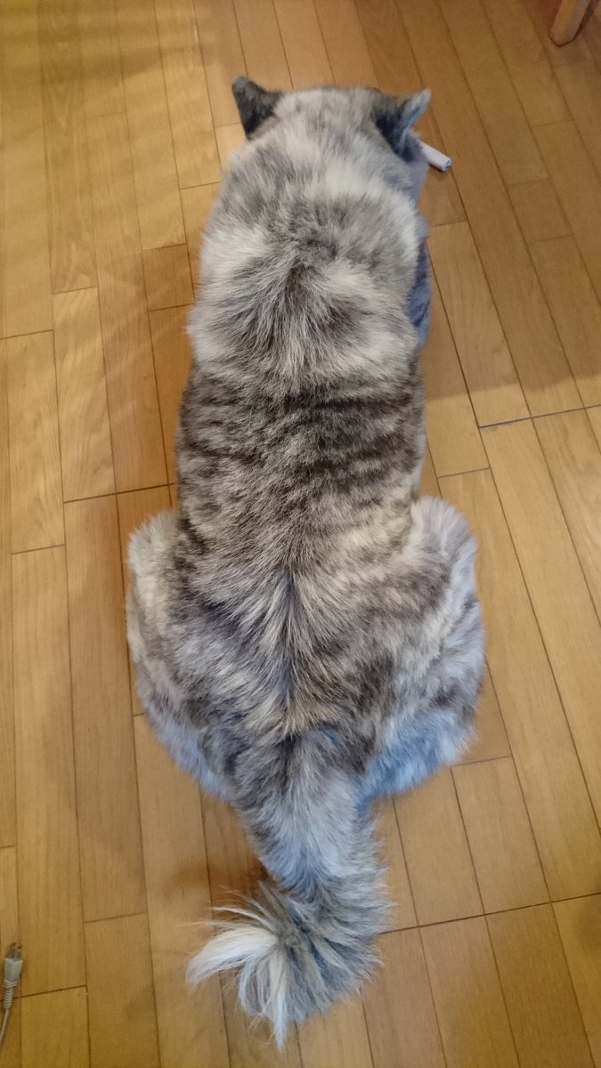AceCandyhouse's tweet photo. ヤマトは胴長です。足長でもあります。 https://t.co/B7ddzu5Do2