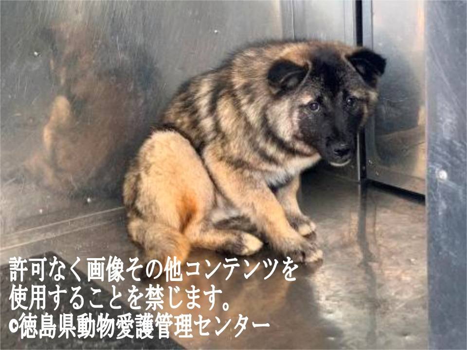 Japanesemichael Jackson 徳島県動物管理センター 期限 3月29日 レスキュー 性別 男 年齢推定 若 中齢 犬種 雑種犬 体格 小 中 毛色 黒灰 収容月日場所 3 26 徳島市八多町岡 迷子犬 里親急募 徳島県 徳島市 八多町岡 雑種犬