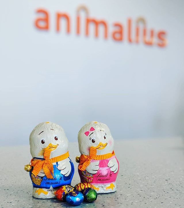 AnimaliusVet's tweet photo. Remember: even if your little pet begs, don't give them any Easter eggs! (And take care where you store/leave eggs and other chocolate goodies before, during and after an Easter egg hunt.) https://t.co/hMa9xE7SXa