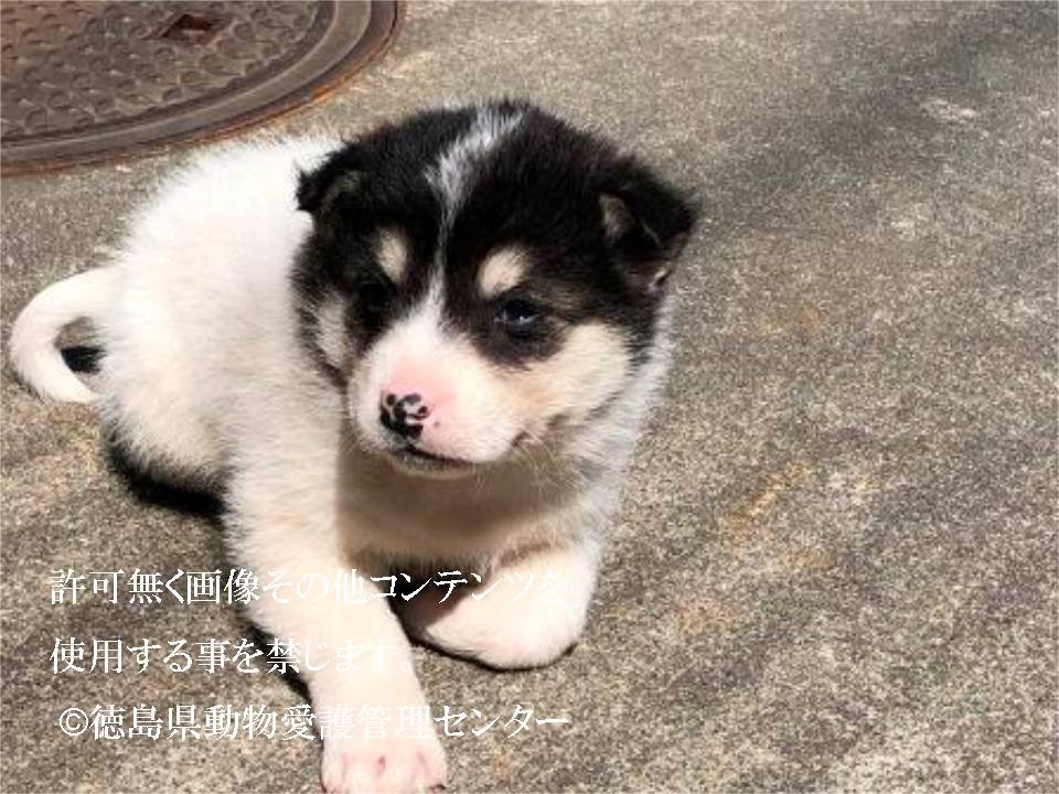 ট ইট র Japanesemichael Jackson 徳島県動物管理センター 期限 3月27日 レスキュー 性別 男 月齢 約3 3 5ヶ月 犬種 雑種犬 体格 小 性格 短期間で慣れてくれると思われる 里親急募 一時保護急募 徳島県 犬 保健所 子犬 動物愛護 ট ইট র Japanesemichael Jackson 徳島県動物管理センター 期限 3月27日 レスキュー 性別 男 月齢 約3 3 5ヶ月 犬種 雑種犬 体格 小 性格 短期間で慣れてくれると思われる 里親急募 一時保護急募 徳島県 犬 保健所 子犬 動物愛護