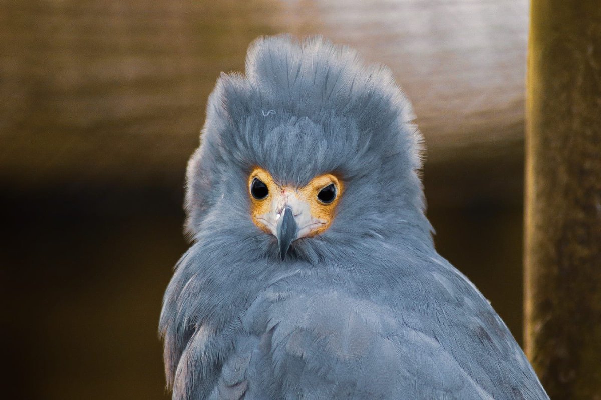 gauntlet_bop's tweet photo. Not long now, anyone else waiting for the hairdressers to re-open 💈.....

#crazyhairday #gauntletbirdsofprey #africanharrierhawk #birdsofprey https://t.co/Bs5Eengud2