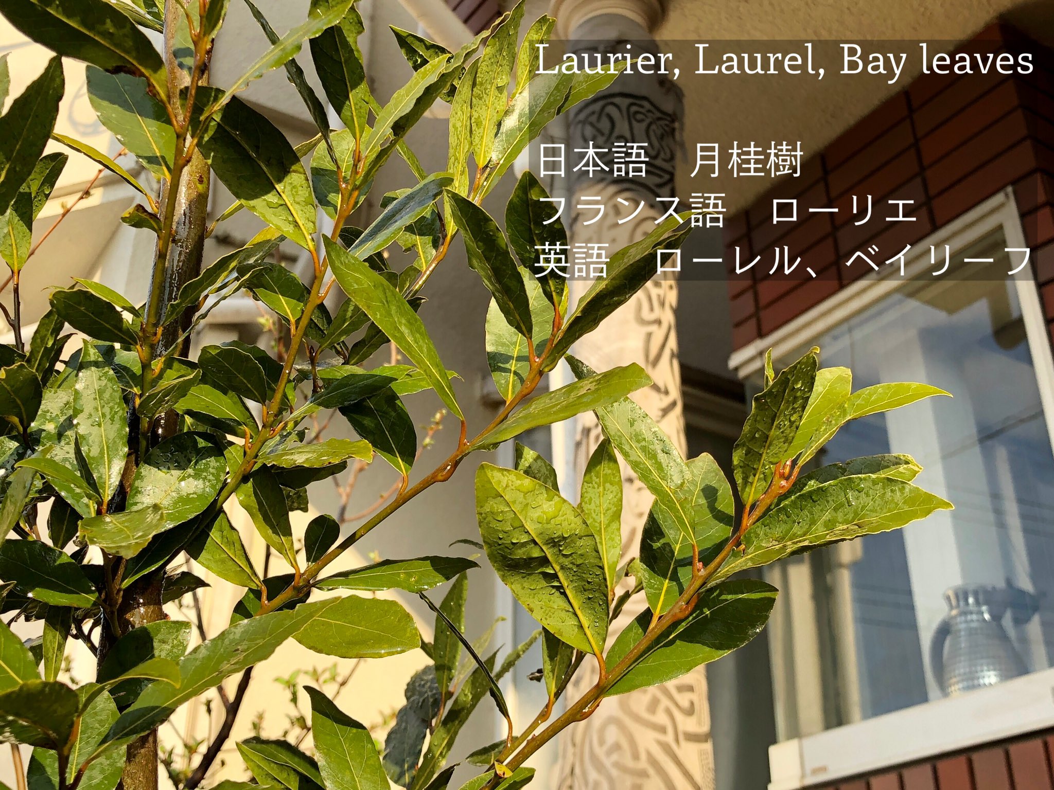 日本ヴァイキング協会 Japan Viking Association 3月になり 今までの木の剪定をし お花やハーブを新しく植えました 月桂樹は フランス語でローリエ 英語でローレルまたはベイリーフと呼びますが みな同じ物 月桂樹は地中海沿岸が原産地といわれ