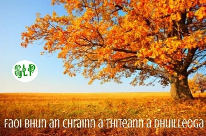 GaeilgeP's tweet photo. Faoi bhun an chrainn a thiteann a dhuilleoga #crann #duilleog #páistí #tuismitheoir #seanfhocal #gaeilge #gaeilgelepád #glp https://t.co/TUe0Gb4SvL