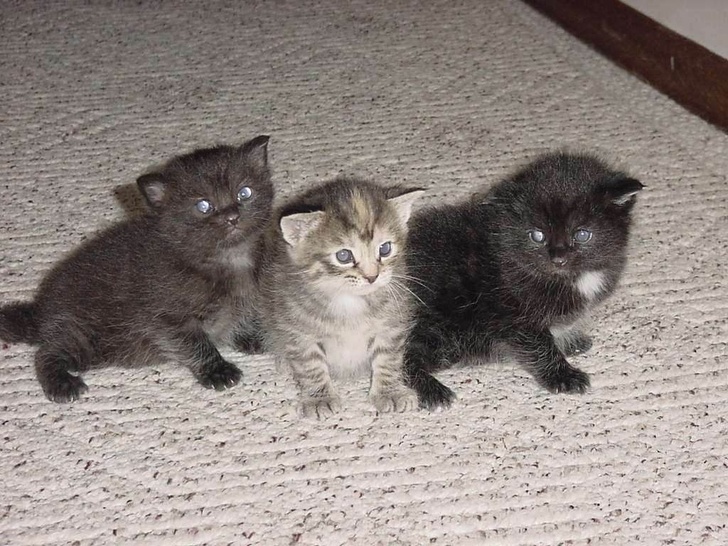 Silvhen, Idrilla, Maikah all looking up at Solas (2021)