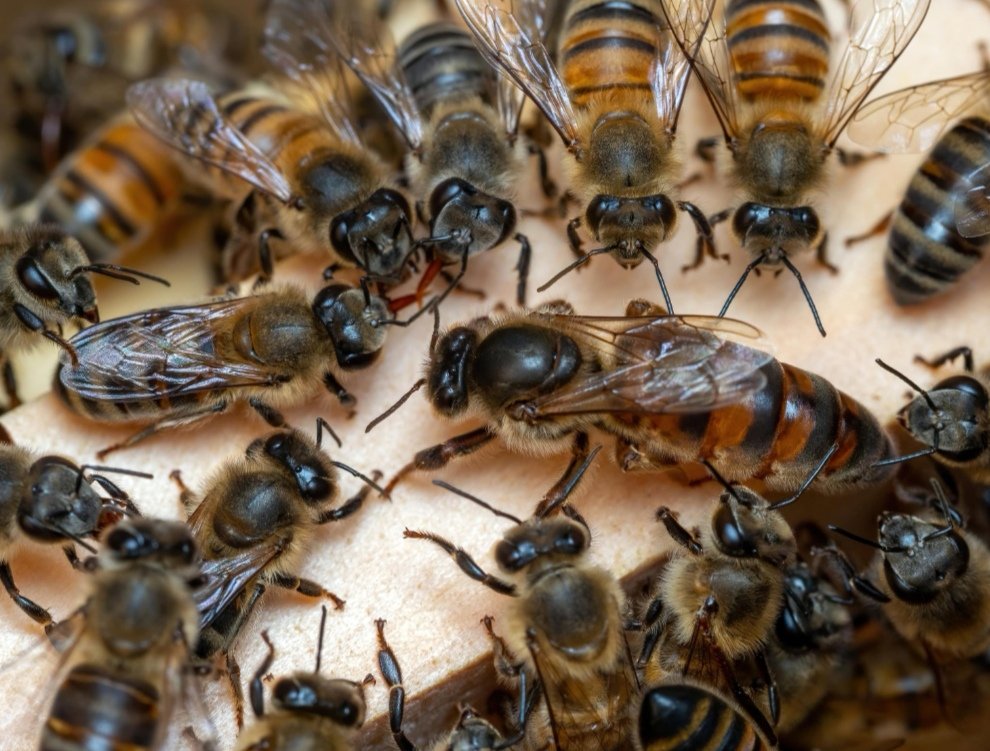 serpandeerus's tweet photo. Adoptoin kuningatarmehiläisen 🤭✨🌼🐝 #SaveTheBees #AdoptABee #HoneyBee https://t.co/q9hbztiTkT
