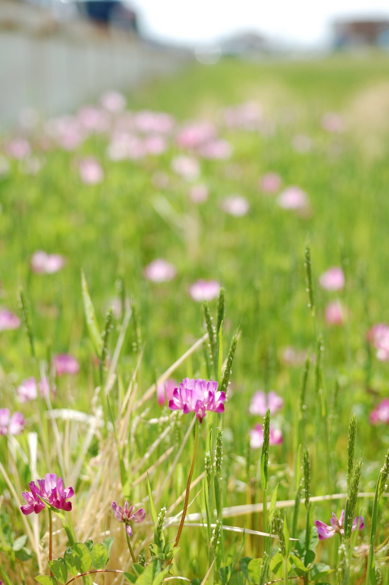 ট ইট র 蓮華草 হ য শট য গ