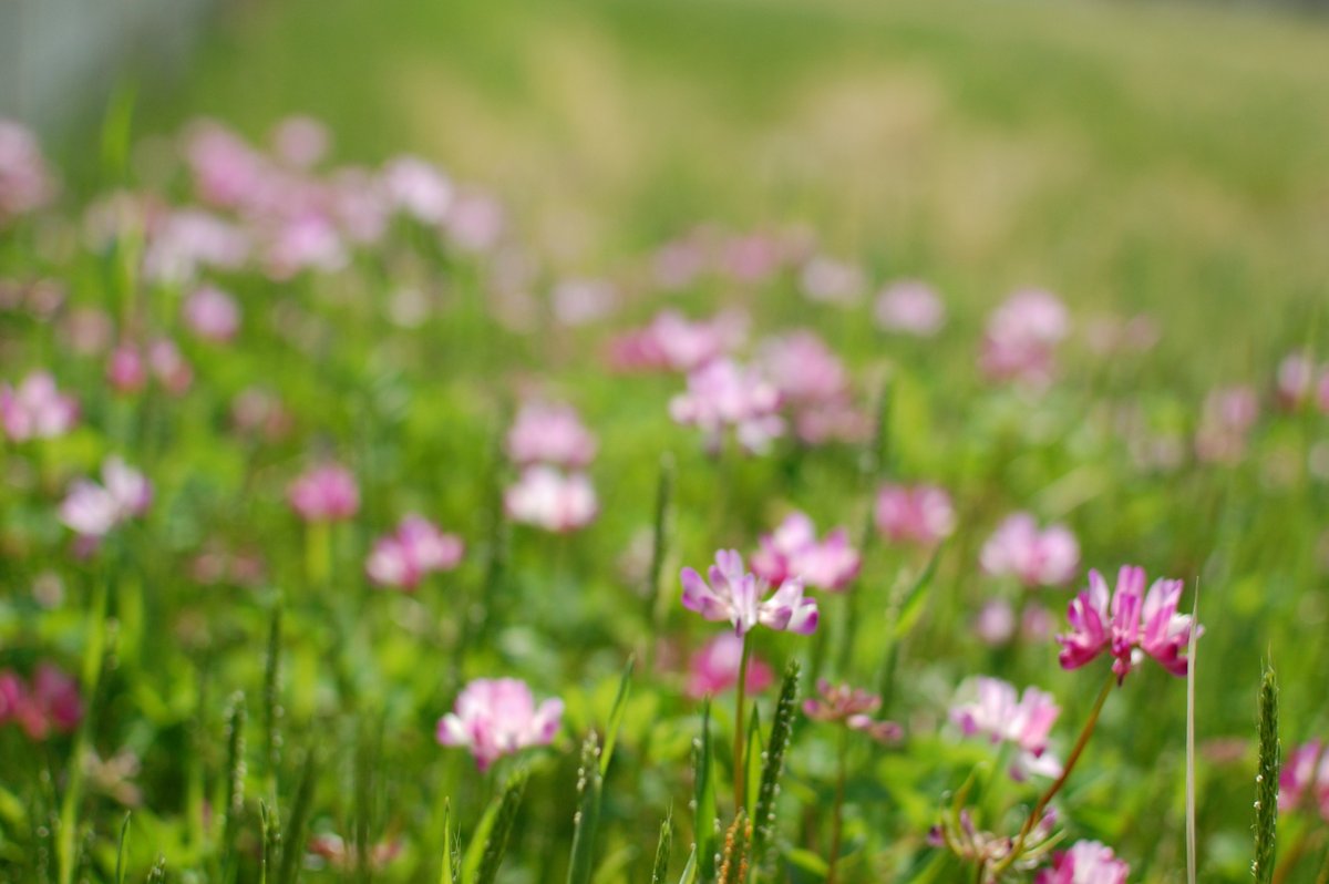 ট ইট র 蓮華草 হ য শট য গ