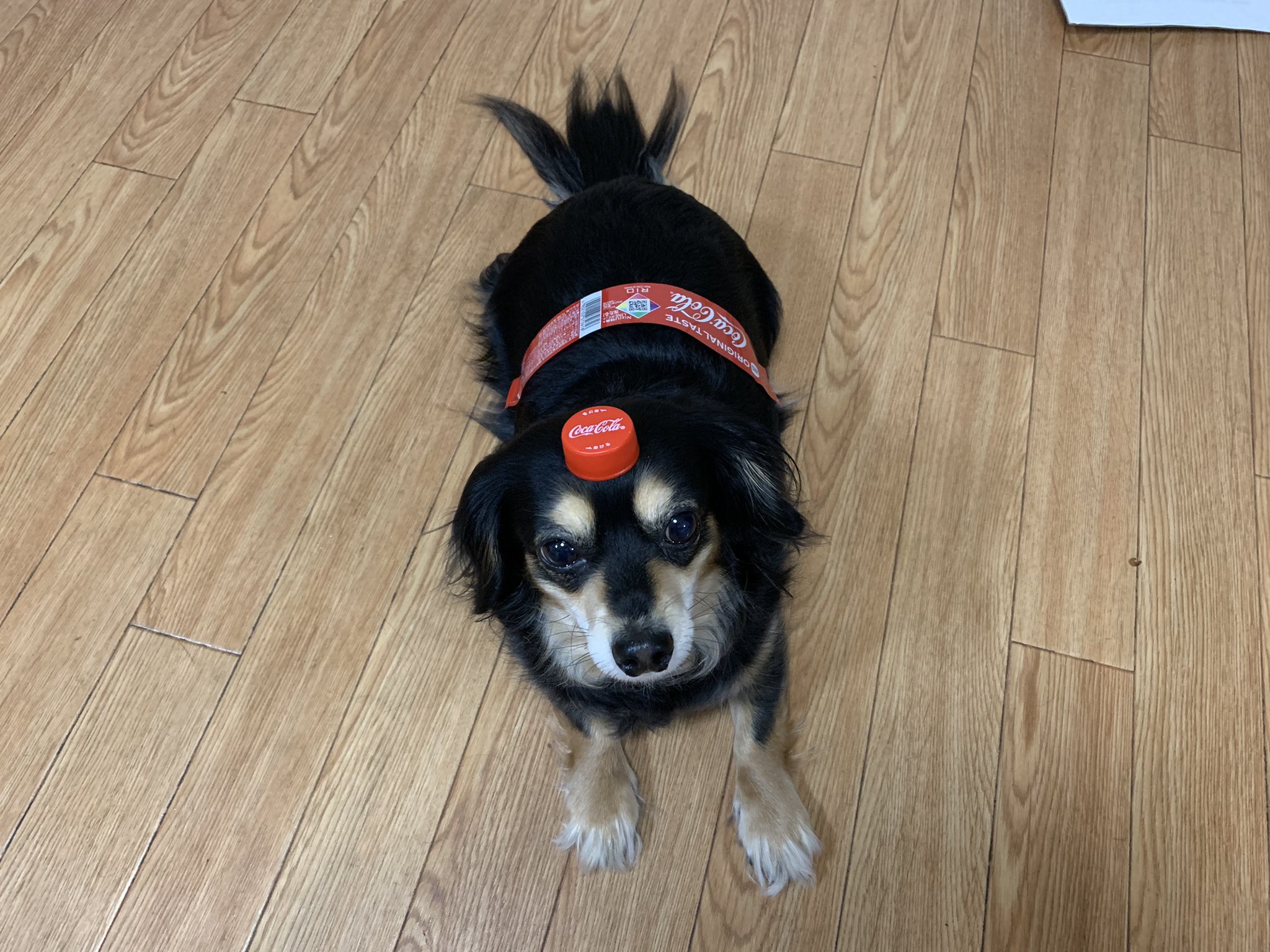 チワックスひよりのぐうたら日和 今日のペットボトル犬は ヒヨ コーラです コカ コーラ Cocacola チワックスひより T Co 7kofkqdm8r Twitter