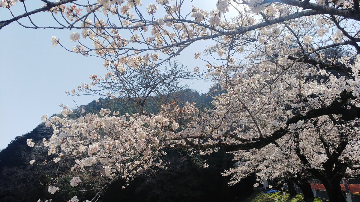 ゆずの里ケーブルテレビ 毛呂山さくら情報 鎌北湖 毛呂山町内の桜が綺麗になりましたね ほぼ満開に近づいた場所を撮影してきました まずは鎌北湖です 今年はまだ工事中で水がありませんが 逆にレアな桜が撮影できるかもしれません 写真 3月