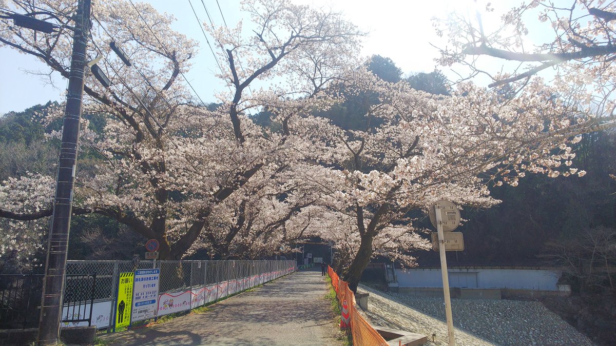 ゆずの里ケーブルテレビ 毛呂山さくら情報 鎌北湖 毛呂山町内の桜が綺麗になりましたね ほぼ満開に近づいた場所を撮影してきました まずは鎌北湖です 今年はまだ工事中で水がありませんが 逆にレアな桜が撮影できるかもしれません 写真 3月