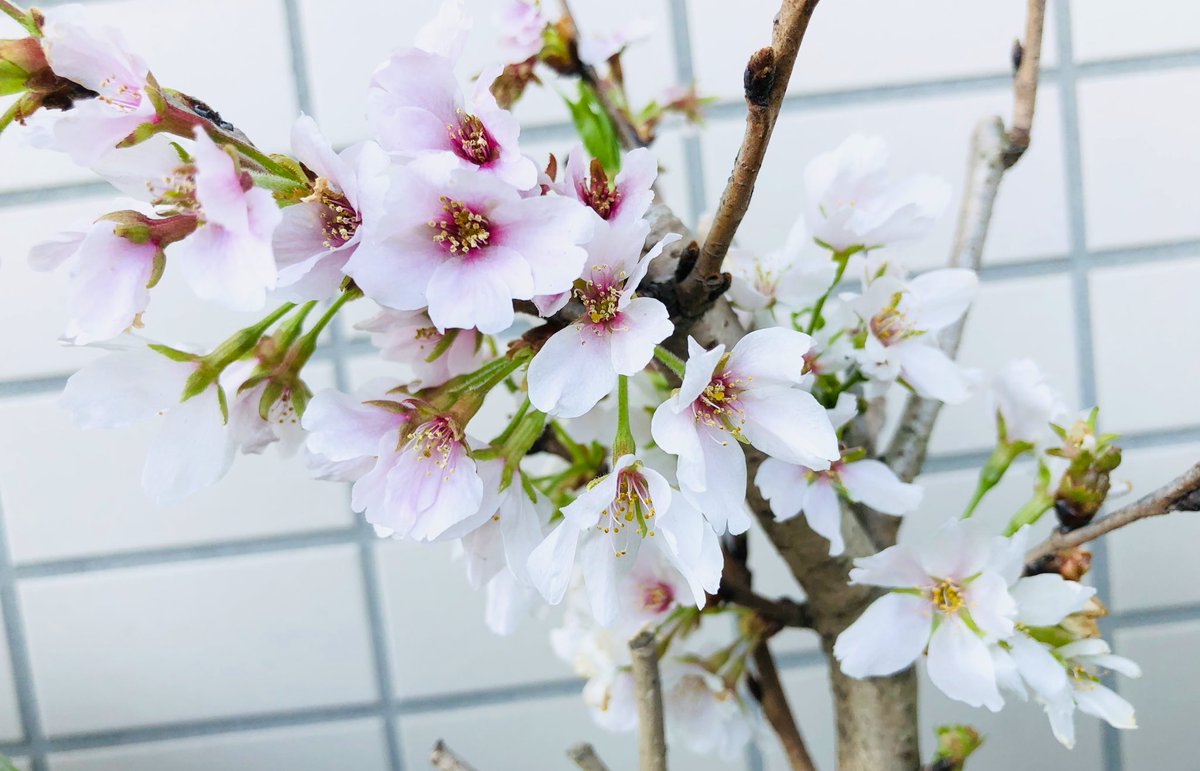 なつき モカ ぽかぽか陽気です 桜 は葉芽が出てきました 染井吉野 モカ がクンクンしてる葉は ラミウム シソ科でよく増えます 寄せ植えの パンジー と ビオラ 白い小さな花は バコパ ライムバリエガータ 右側の班入りの葉は シレネ ユニ
