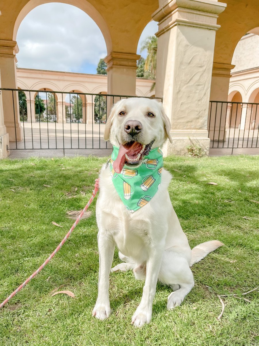 Big smiles for it being almost Friday! #thursdayvibes #labradorretriever #dogsoftwitter