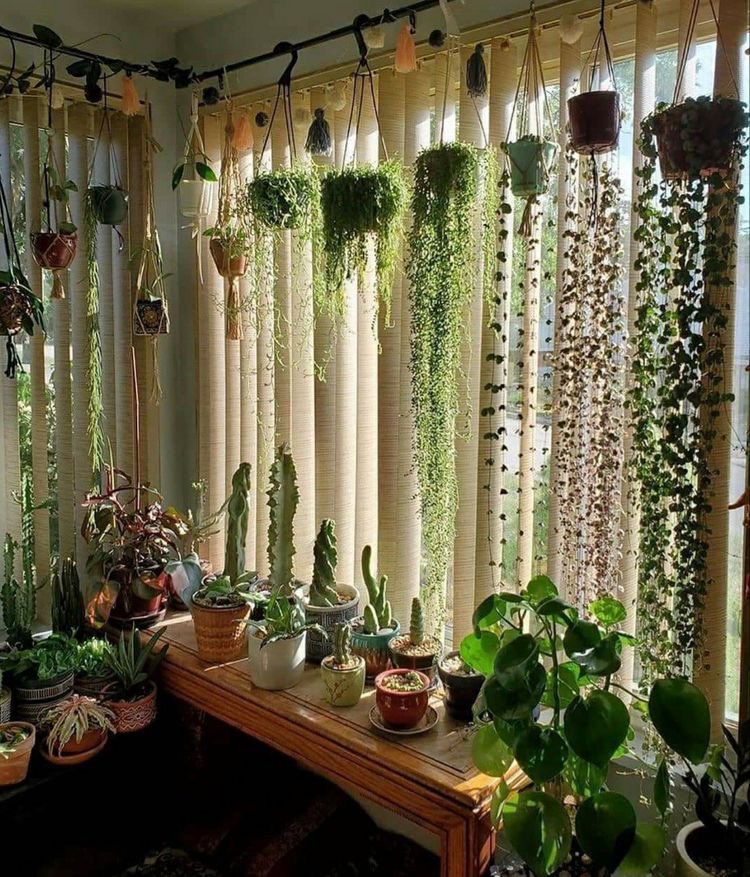 Twitter 上的 El señor de las plantas："Una cortina así 💚  https://t.co/UdtsOSDOn4" / Twitter