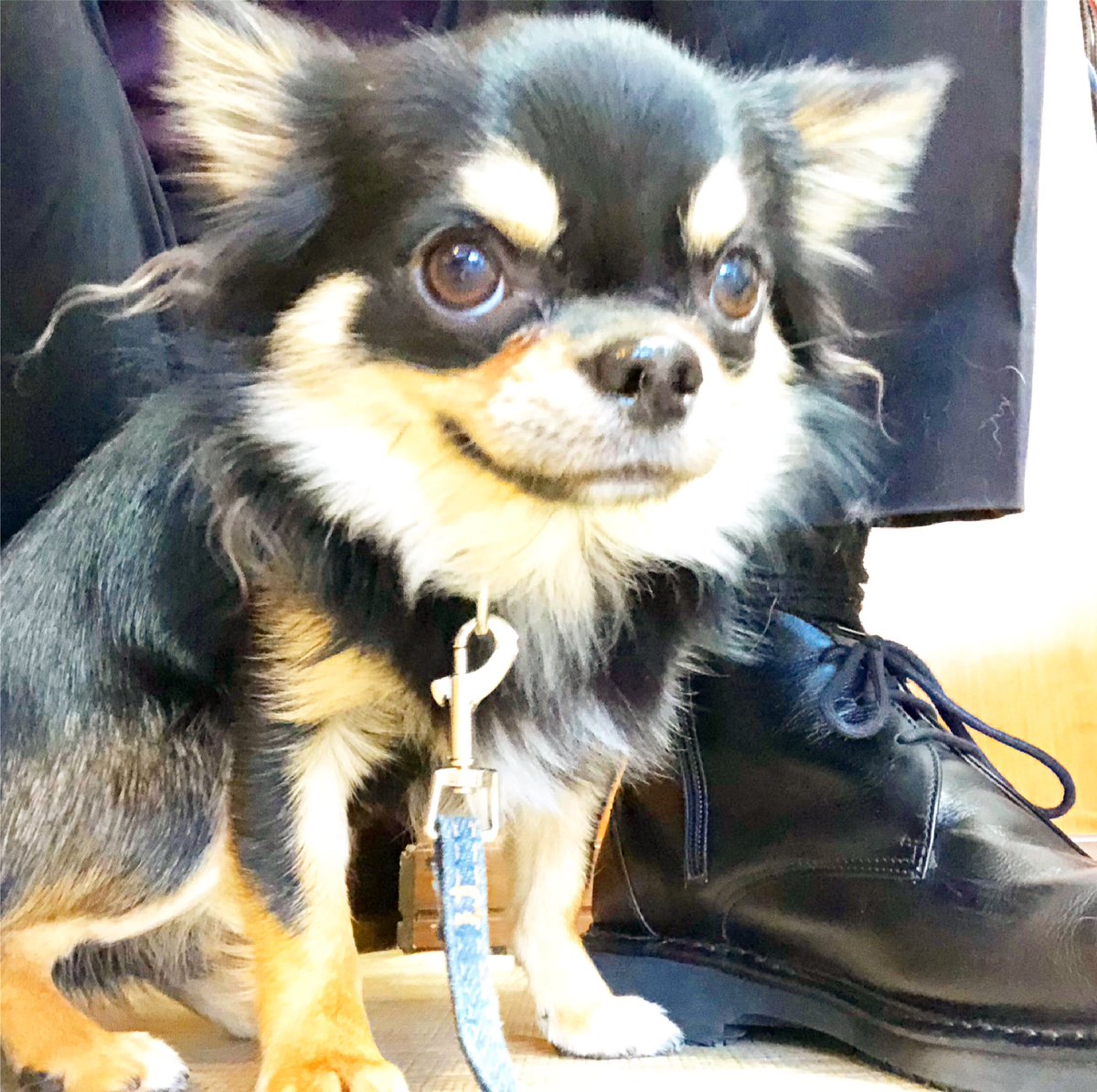 犬のしつけ 怖がり屋さんのtプードル空ちゃんの体験保育 犬の保育園pee Ka Boo ピーカーブー 大阪市 犬のしつけ方を学ぶ 犬のしつけ 怖がり屋さんのtプードル空ちゃんの体験保育 犬の保育園pee Ka Boo ピーカーブー 大阪市 犬のしつけ方を学ぶ